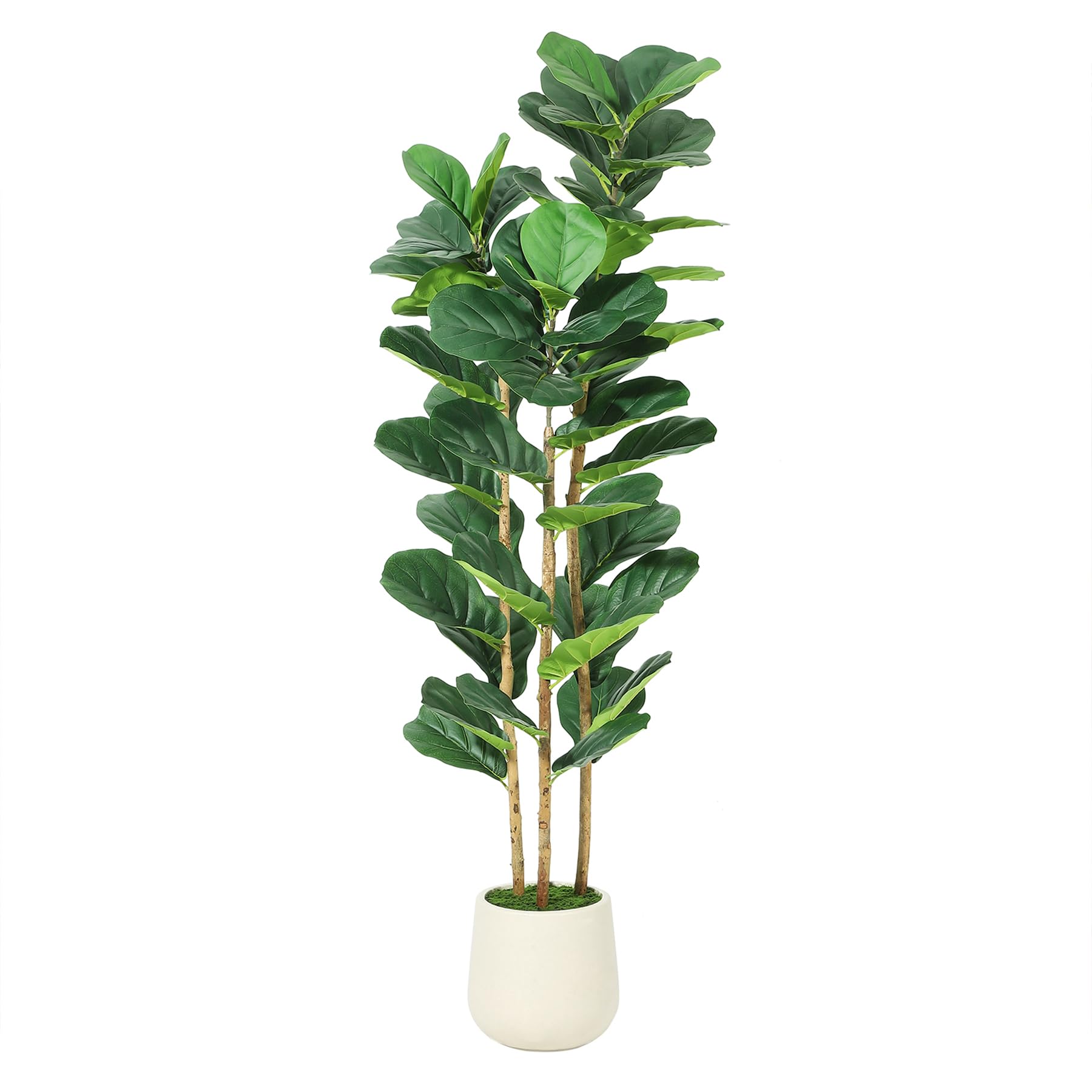 Beyaz Saksılı Yapay Fiddle Lea - Rubber Plant Ficus incelemesi ve fiyatı