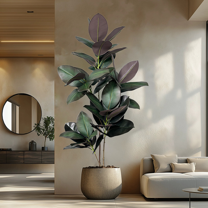 70-150cm Yapay Ficus Ağacı Sah - Rubber Plant Ficus incelemesi ve fiyatı