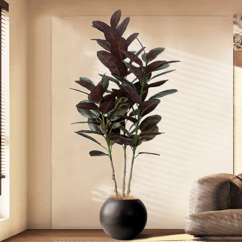 13-70in Büyük Ficus Ağacı Yapa - Rubber Plant Ficus incelemesi ve fiyatı
