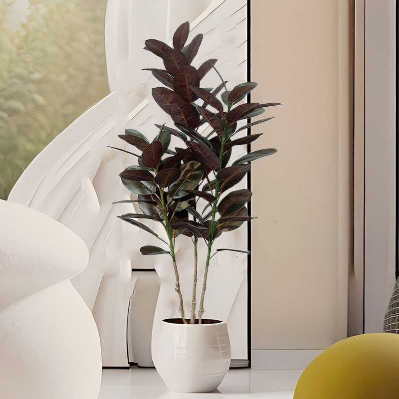 13-70in Büyük Ficus Ağacı Yapa - Rubber Plant Ficus incelemesi ve fiyatı
