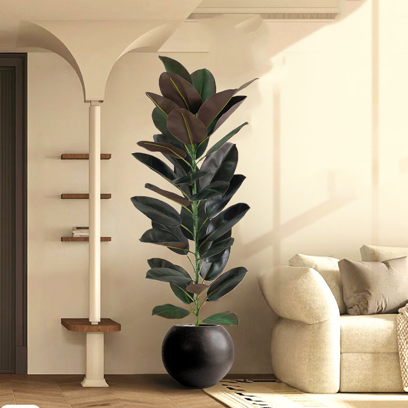13-70in Büyük Ficus Ağacı Yapa - Rubber Plant Ficus incelemesi ve fiyatı